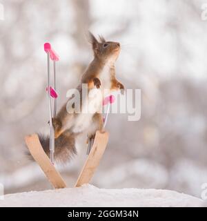 Rote Eichhörnchen springen auf Krücken und Ski Stockfoto