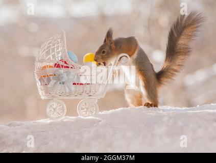 Rotes Eichhörnchen mit einem Kinderwagen und Eiern Stockfoto