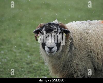 Single Hardy Schafe im Winter Schneesturm auf den nördlichen Hügeln in Cumbria, England, Großbritannien Stockfoto