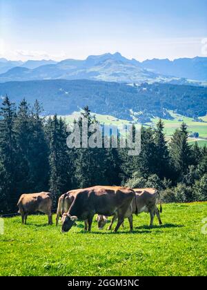 Gäbris, Alpen, Appenzell, Schweiz Stockfoto