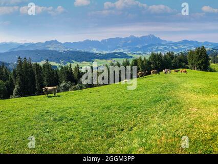 Gäbris, Alpen, Appenzell, Schweiz Stockfoto