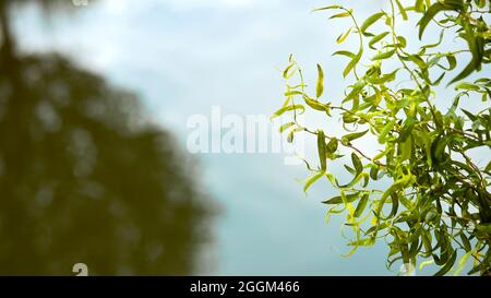 Salix matsudana Zweige mit grünen frischen lockigen Blättern Trauerweide Salix babylonica über der Wasseroberfläche mit Baumkrone, die Abstraktion reflektiert Stockfoto