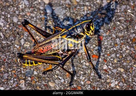 Eine östliche Lubbergrashüpfer (Romalea microptera) ist am 30. August 2021 in Pearlington, Mississippi, abgebildet. Stockfoto