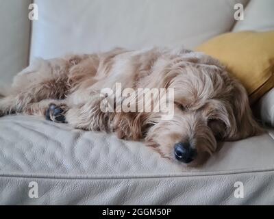 Schlafender Hund, Goldendoodle, Mini-Goldendoodle Stockfoto