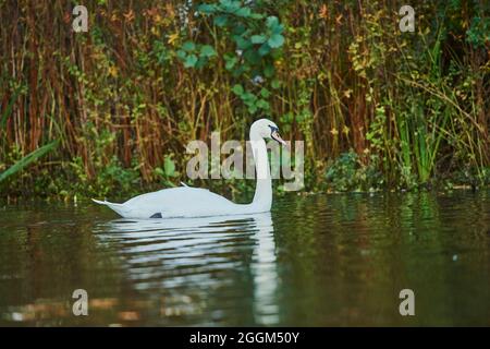 Stummer Schwan (Cygnus olor), See, seitwärts, schwimmen Stockfoto