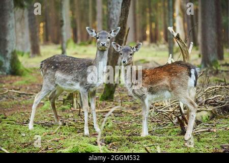 Damwild (Dama dama), Wald, stehend, mit Blick auf die Kamera Stockfoto