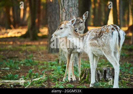 Damwild (Dama dama), Wald, stehend, mit Blick auf die Kamera Stockfoto