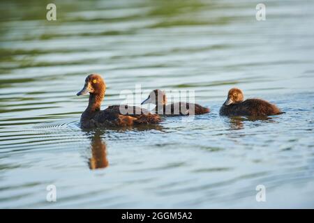 Tufted Duck (Aythya fuligula), weiblich, See, seitwärts, schwimmen Stockfoto