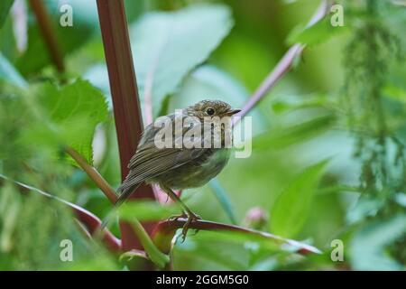 Rotkehlchen (Erithacus rubecula), junger Vogel, Ast, seitlich, sitzend Stockfoto