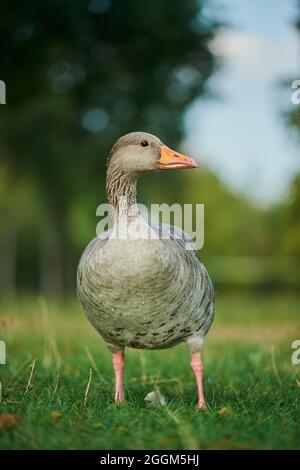 Graugans (Anser anser), Wiese, frontal, stehend Stockfoto