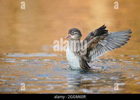 Mandarinenente (Aix galericulata), Weibchen, See, seitlich, Flügel, Flattern Stockfoto