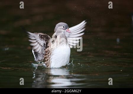 Mandarinenente (Aix galericulata), Weibchen, See, seitlich, Flügel, Flattern Stockfoto
