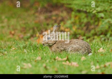 Wildkaninchen (Oryctolagus cuniculus), Wiese, seitlich, sitzend Stockfoto