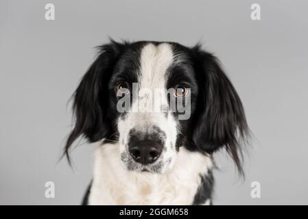 Eine 3 Jahre alte Border Collie / Springer Spaniel (Sprollie) Hündin (genannt Jess) fotografiert vor grauem Studiohintergrund. Kurze Schärfentiefe. Stockfoto