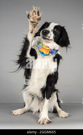 Eine winkende 6.5-jährige Border Collie / Springer Spaniel (Sprollie)-Hündin (genannt Jess), fotografiert vor grauem Studiohintergrund. Stockfoto