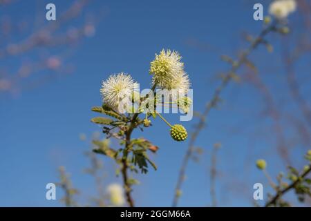 Schönes Exemplar der blühenden Mimosa farinosa Stockfoto