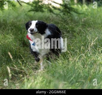 Eine 6.5 Jahre alte Border Collie/Springer Spaniel (Sprollie) Hündin (genannt Jess), fotografiert im Freien in Tauranga, NZ. Stockfoto