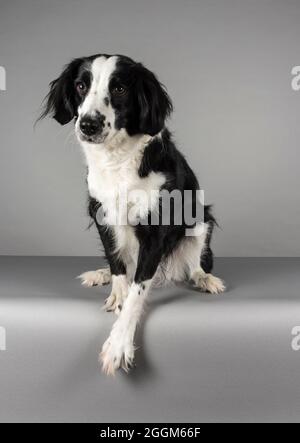 Eine 6.5 Jahre alte Border Collie / Springer Spaniel (Sprollie) Hündin (genannt Jess) fotografiert vor grauem Studiohintergrund. Stockfoto