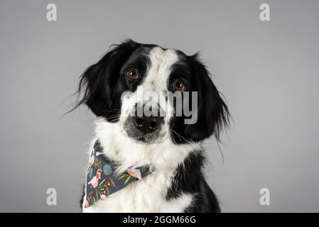 Eine 6.5 Jahre alte Border Collie / Springer Spaniel (Sprollie) Hündin (genannt Jess) fotografiert vor grauem Studiohintergrund. Stockfoto