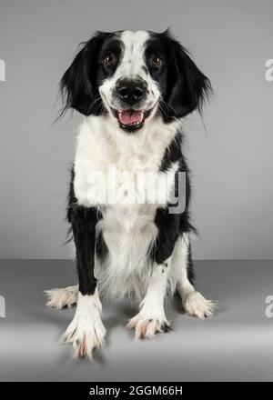 Eine 6.5 Jahre alte Border Collie / Springer Spaniel (Sprollie) Hündin (genannt Jess) fotografiert vor grauem Studiohintergrund. Stockfoto