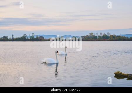 Stummer Schwan (Cygnus olor), See, seitwärts, schwimmen Stockfoto