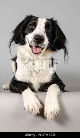 Eine 2 Jahre alte Border Collie / Springer Spaniel (Sprollie) Hündin (genannt Jess) fotografiert vor grauem Studiohintergrund. Stockfoto