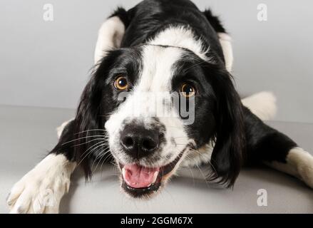 Eine 1.5 Jahre alte Border Collie / Springer Spaniel (Sprollie) Hündin (genannt Jess) fotografiert vor grauem Studiohintergrund. Stockfoto