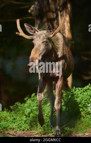 Europäischer Elch (Alces alces alces), Stier, Waldrand, frontal, stehend, mit Blick auf die Kamera Stockfoto