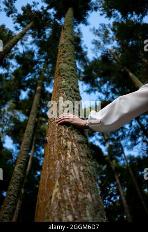 Frau Palming großen moosigen Baumstamm unten Perspektive, mit weißem Seidenhemd. Naturszene pur. Stockfoto