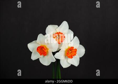 Wunderschöne weiße Narzissen aus dem Frühling, isoliert auf schwarzem Hintergrund Stockfoto