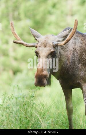 Europäischer Elch (Alces alces alces), Stier, Waldrand, frontal, stehend, mit Blick auf die Kamera Stockfoto