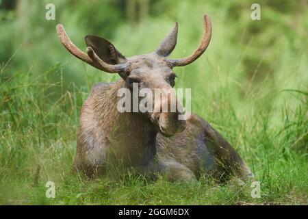 Europäische Elche (Alces alces alces), Stier, Waldrand, liegend Stockfoto