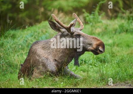 Europäische Elche (Alces alces alces), Stier, Waldrand, liegend Stockfoto