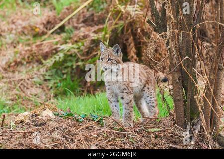 Nördlicher Luchs (Lynx Luchs), junges Tier, Wald, stehend Stockfoto