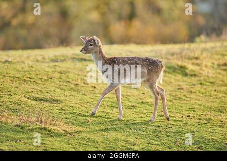 Damwild (Dama dama), Wiese, stehend Stockfoto