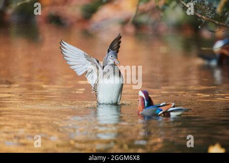 Mandarinenente (Aix galericulata), Weibchen, See, seitlich, Flügel, Flattern Stockfoto