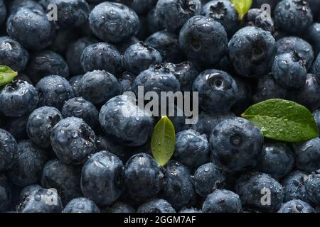 Beerenhintergrund. Frische reife Heidelbeeren mit grünen Blättern in der Nähe. Berry Textures. Stockfoto