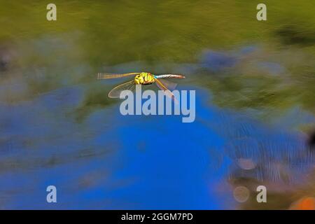 Nahaufnahme einer Libelle, die in der Luft schwebt. Stockfoto