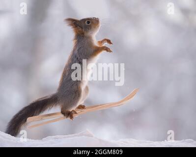 Eichhörnchen springt auf Skiern Stockfoto