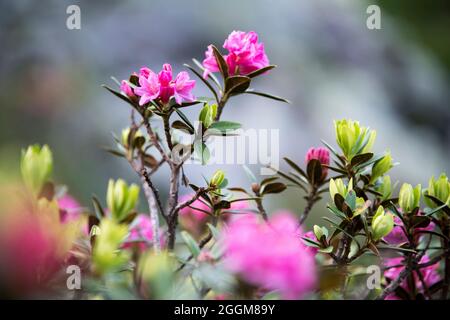 Alpenrosen im Voralpenland, Schweiz Stockfoto