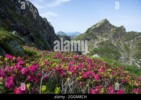 Alpenrosen im Voralpenland, Schweiz Stockfoto