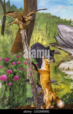 Fuchs und Falke in einer Wildtierausstellung im Besucherzentrum im Natural Bridge State Park in Virginia. Stockfoto