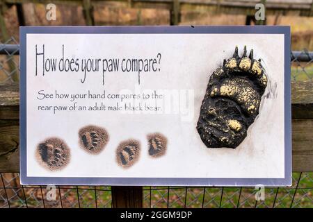 Eine Hand zum Pfotenvergleich im Western North Carolina Nature Center in Asheville. Stockfoto