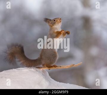 Eichhörnchen springt auf Skiern im Schnee Stockfoto