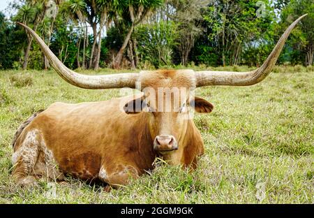 Eine texanische Longhorn-Kuh, die auf der grünen Weide sitzt Stockfoto