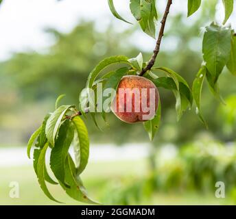 Ein einzelner Pfirsich hängt an einem Zweig im Peach Orchard Teil des Schlachtfeldes in Gettysburg, Pennsylvania, USA an einem sonnigen Sommertag Stockfoto