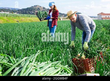 Gärtner Ehemann und Ehefrau während der Ernte von grünen Zwiebeln Stockfoto