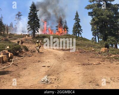 Building Contingency Line entlang des Grizzly Ridge das Dixie Fire ist ein Flächenbrand, der Greenville, Kalifornien, bis Ende August 2021 auf 844,082 Acres in den kalifornischen Grafschaften Butte, Plumas und Tehama verbrannt hat. Der Brand, der am 13. Juli 2021 begann, ist der größte aufgezeichnete Brandkomplex in der Geschichte Kaliforniens. Die Dürrebedingungen in Kalifornien haben die Feuersaison 2021 extrem gemacht. Stockfoto