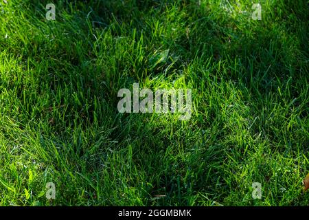 Blick von oben auf das hohe, flauschige Gras auf dem Golfplatz. Hochwertige Fotos Stockfoto