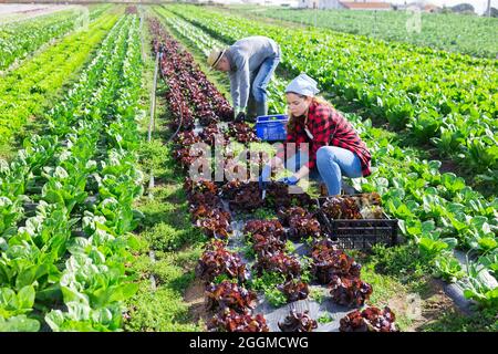 Junges Bauernpaar erntet roten Salat auf der Plantage Stockfoto